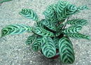Arrowroot